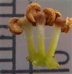  Staminodes